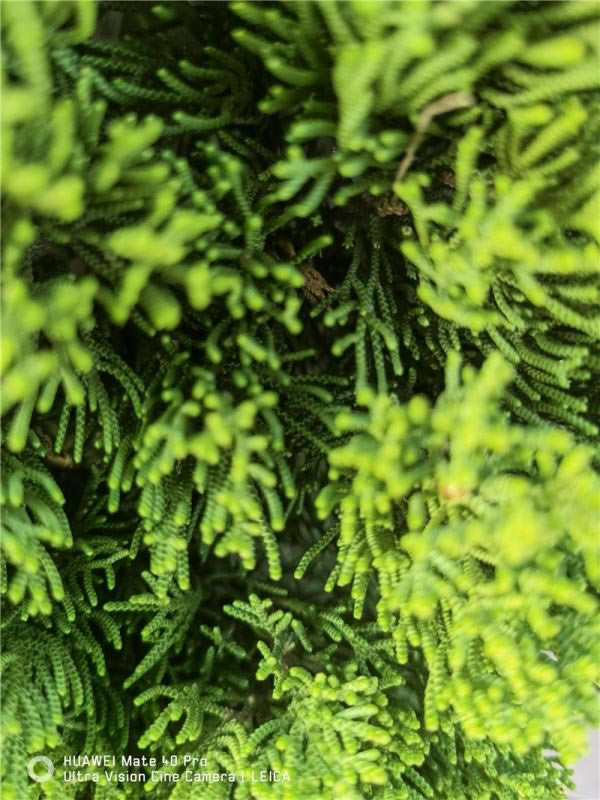 ΪMate40 Pro ΪMate40 Proʹ_ֻ_ֻѧԺ_վ