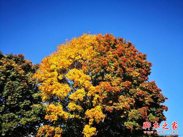 华为Mate 10 华为Mate 10