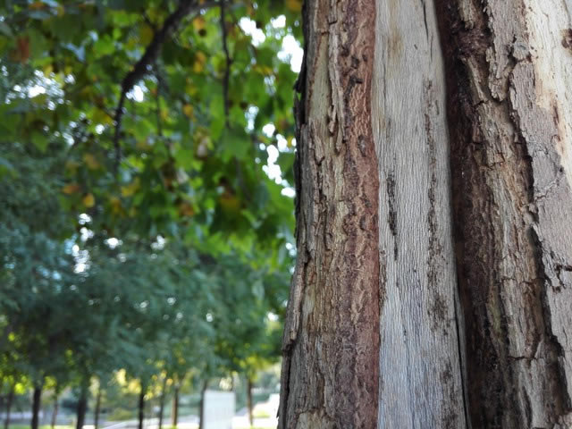 Mate7