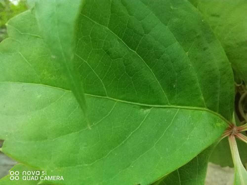 华为nova5i简评 2000元档后置AI四摄手机华为nova5i图文评测_手机评测_手机学院_本站