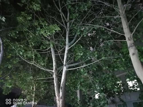 华为nova5i简评 2000元档后置AI四摄手机华为nova5i图文评测_手机评测_手机学院_本站