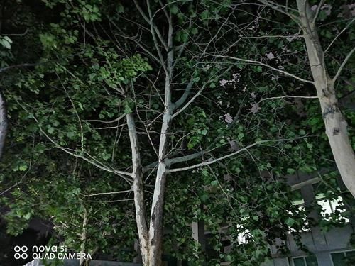 华为nova5i简评 2000元档后置AI四摄手机华为nova5i图文评测_手机评测_手机学院_本站