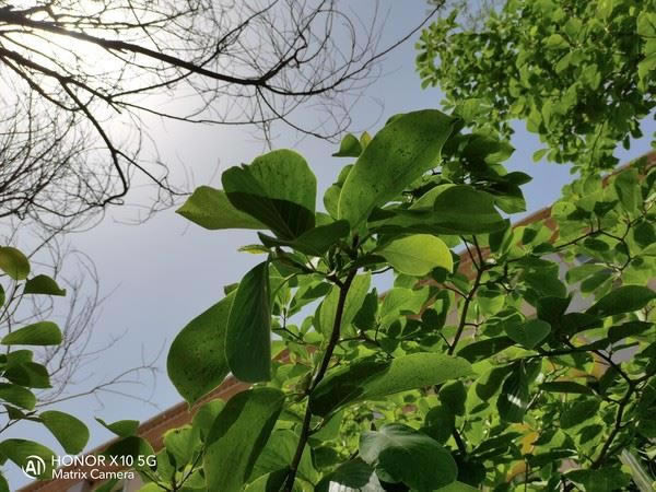 荣耀X10值得入手吗?荣耀X10全面详细评测_手机评测_手机学院_本站