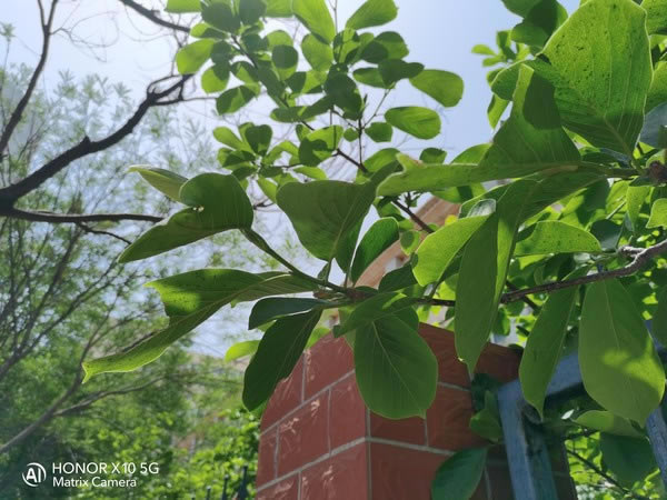 荣耀X10值得入手吗?荣耀X10全面详细评测_手机评测_手机学院_本站