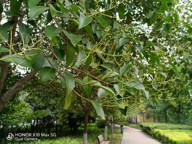 荣耀X10Max值得入手吗 荣耀X10Max外观、性能、拍照、续航及使用体验评测_手机评测_手机学院_本站