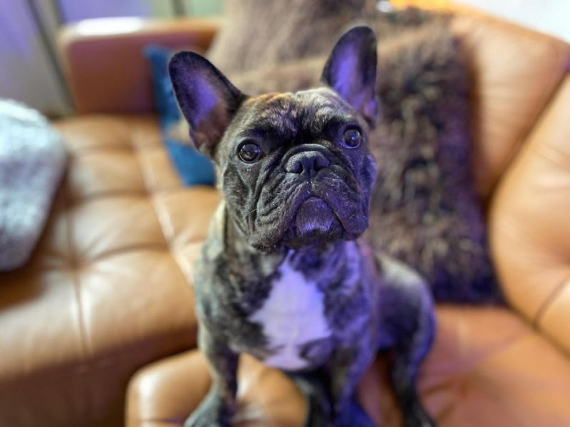 iPhone11系列拍照技巧 ios13你需要的iPhone11相机使用小技巧_苹果手机_手机学院_本站