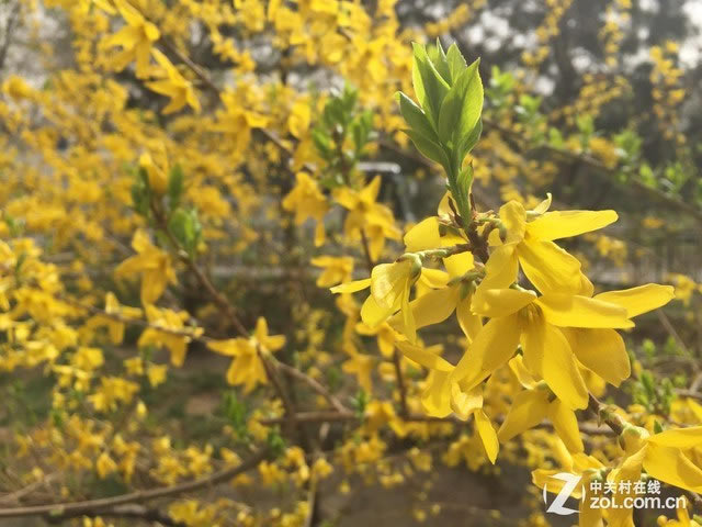 三星S6和iPhone6哪个好用 三星S6与iPhone6对比评测图文详解_手机评测_手机学院_本站