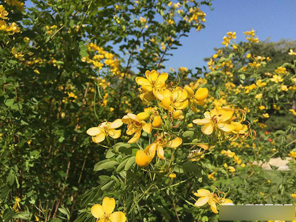 iPhone6与Plus国行版怎么样?国行iPhone6/Plus评测图文介绍_手机评测_手机学院_本站