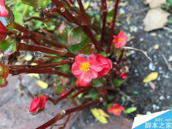 都是800万!iPhone 6/6 Plus摄像头样张对比