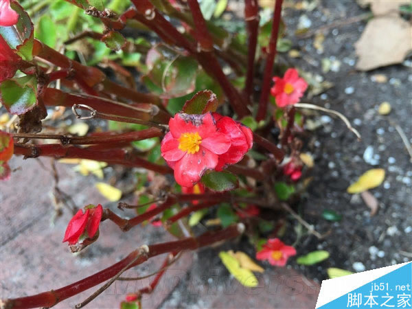 都是800万!iPhone 6/6 Plus摄像头样张对比