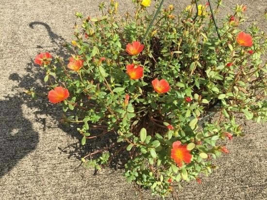 苹果iPhone6 Plus拍照对比佳能EOS 5D Mark III:差距悬殊_苹果手机_手机学院_本站