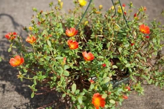 苹果iPhone6 Plus拍照对比佳能EOS 5D Mark III:差距悬殊_苹果手机_手机学院_本站