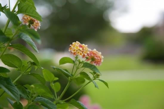 苹果iPhone6 Plus拍照对比佳能EOS 5D Mark III:差距悬殊_苹果手机_手机学院_本站