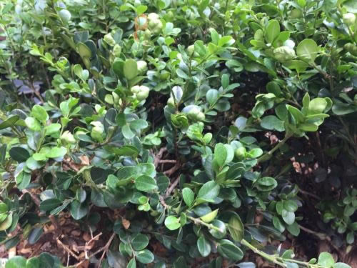 三星Note5与iPhone6 Plus拍照哪个好?三星Note与iPhone6 Plus拍照对比评测_手机评测_手机学院_本站