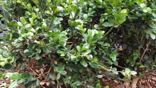 三星Note5与iPhone6 Plus拍照哪个好?三星Note与iPhone6 Plus拍照对比评测_手机评测_手机学院_本站