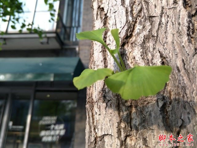 OPPO R9 Plus对比iPhone 6s Plus