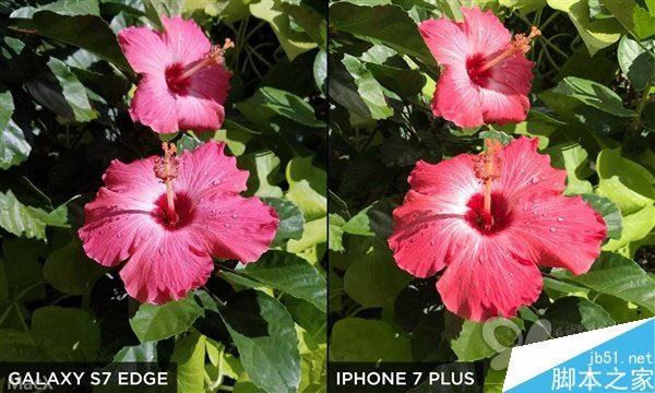 iPhone7 Plus和三星S7 Edge拍照哪个好?iPhone7 Plus和三星S7 Edge拍照对比评测_手机评测_手机学院_本站