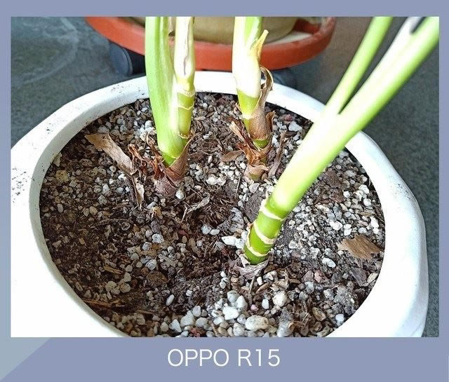 OPPO R15和iPhone X拍照哪个好?苹果X和OPPOR15相机规格及拍照样张对比_手机评测_手机学院_本站