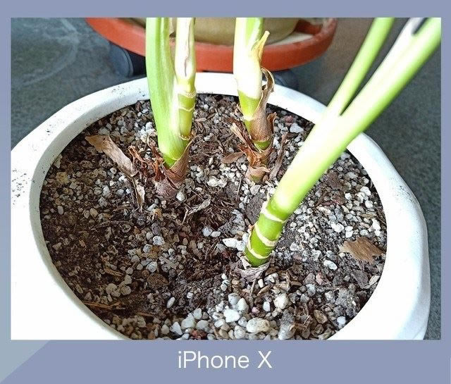 OPPO R15和iPhone X拍照哪个好?苹果X和OPPOR15相机规格及拍照样张对比_手机评测_手机学院_本站