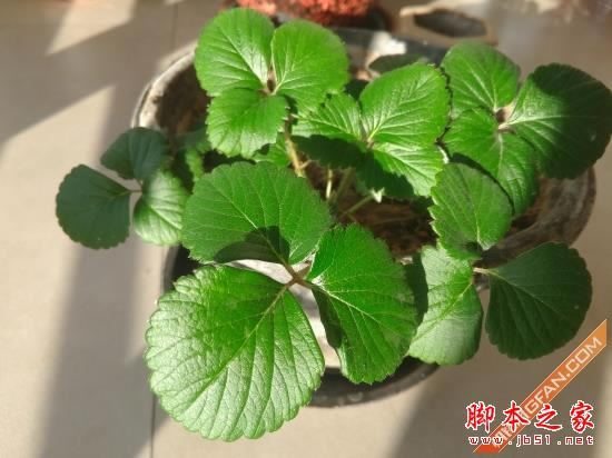 魅族MX4 Pro对比小米Note 旗舰对决 对比测评_手机评测_手机学院_本站