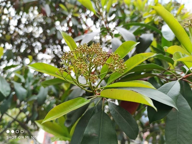 小米10S值得买吗 小米10S手机详细评测_手机评测_手机学院_本站