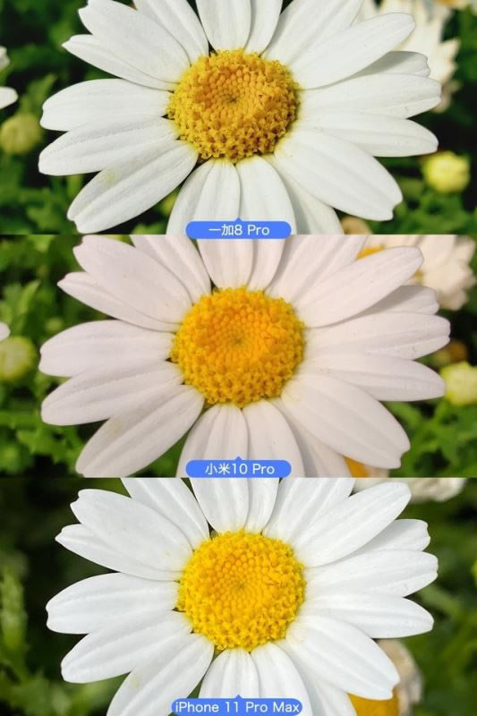 一加8 Pro/小米10 Pro/苹果11 Pro Max拍照对比