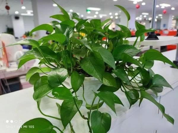 小米11青春版和小米10s区别是什么 小米11青春版和小米10s对比评测_手机评测_手机学院_本站