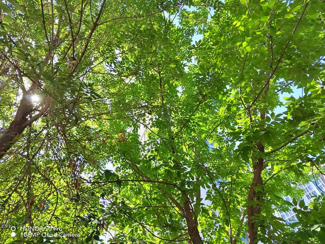 荣耀50Pro与小米11拍照哪个好 荣耀50Pro和小米11拍照对比_手机评测_手机学院_本站
