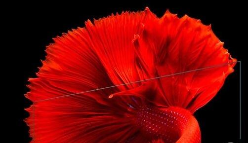 小米电视4值得买吗?一图看懂小米电视4