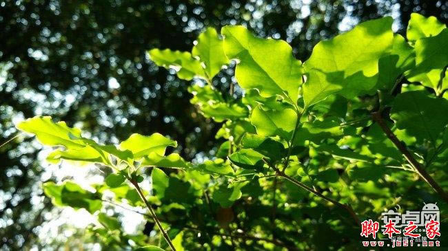 小米4拍照新技能 教你如何拍惊人微距照片