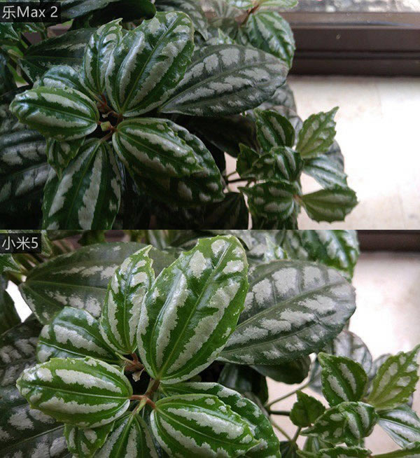 小米5和乐Max 2拍照哪个好?样张对比