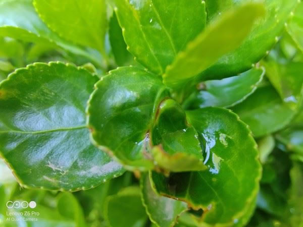 联想Z6 Pro和小米9哪个好 联想Z6 Pro和小米9对比评测_手机评测_手机学院_本站