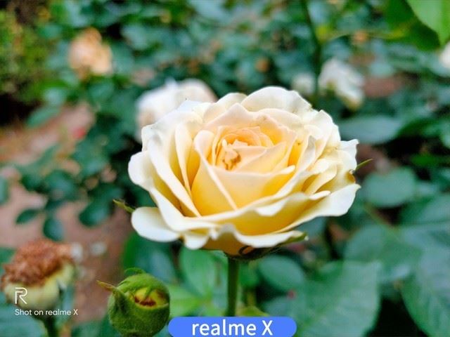 realme XͺNote7 Proĸպ realme XNote7 ProЧȫ_ֻ_ֻѧԺ_վ