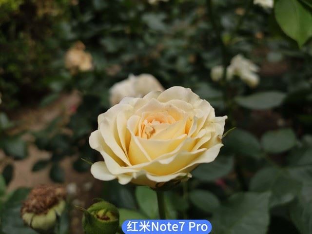 realme XͺNote7 Proĸպ realme XNote7 ProЧȫ_ֻ_ֻѧԺ_վ