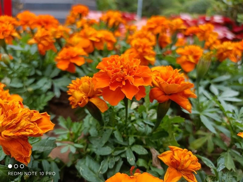 Redmi Note 10 Proò Redmi Note 10 Proʹ_ֻ_ֻѧԺ_վ