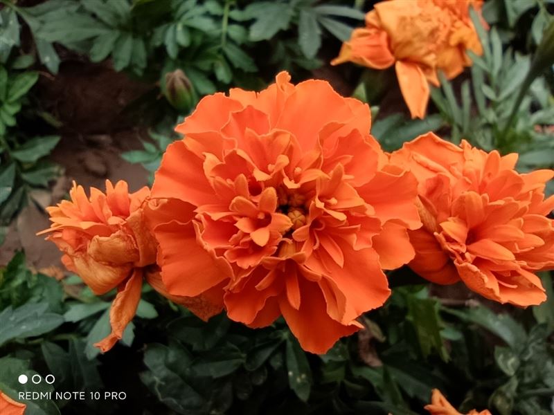 Redmi Note 10 Proò Redmi Note 10 Proʹ_ֻ_ֻѧԺ_վ