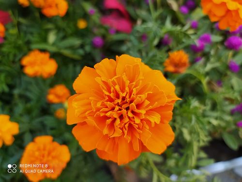 Redmi Note8ֵ Redmi Note8ֻ鼰_ֻ_ֻѧԺ_վ