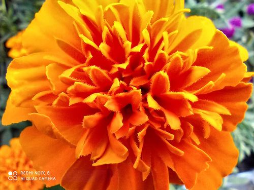 Redmi Note8ֵ Redmi Note8ֻ鼰_ֻ_ֻѧԺ_վ
