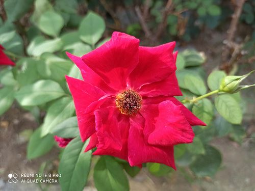 Redmi Note8Proֵֻ Redmi Note8Proֻϸ_ֻ_ֻѧԺ_վ