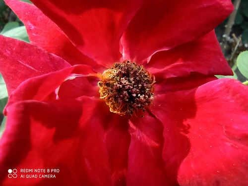 Redmi Note8Proֵֻ Redmi Note8Proֻϸ_ֻ_ֻѧԺ_վ