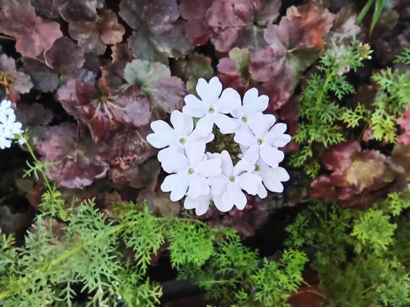 Note8Proֵֻ Note8Proֻȫ_ֻ_ֻѧԺ_վ